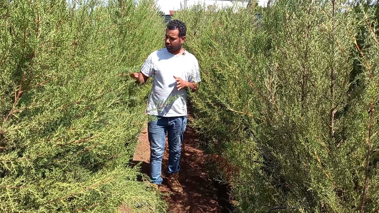 أشجار صالحة لتسييج الضيعات|مصدات هوائية  cloture grillage