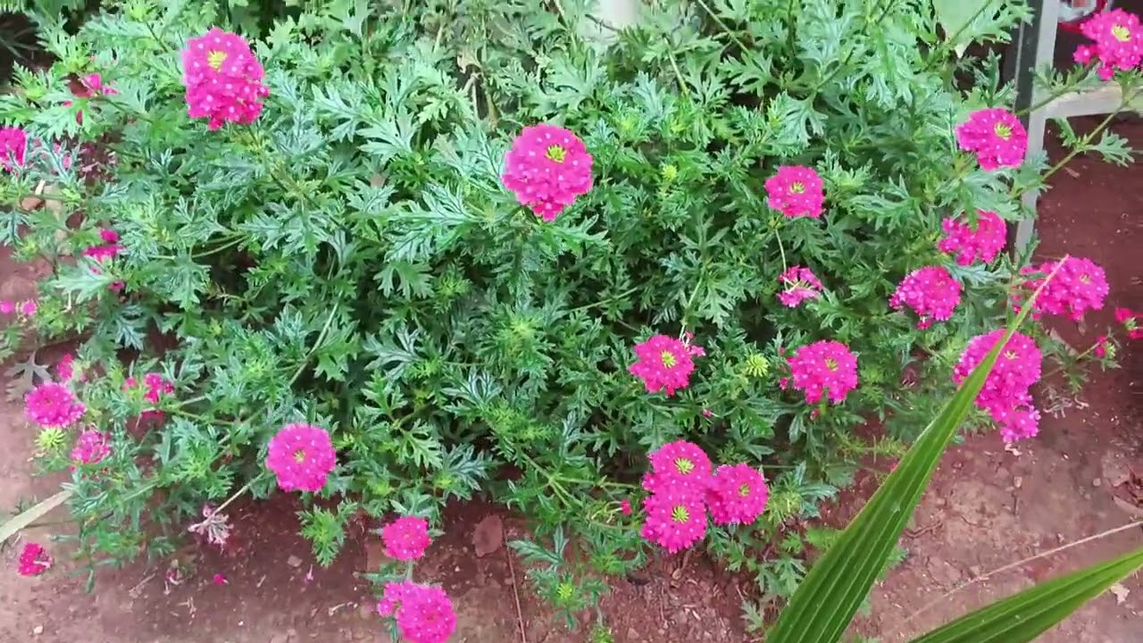 Olha como as flores estão lindas 😍 Gratidão a Deus 🙏