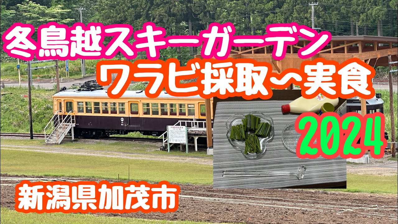 2024年5月15日 冬鳥越スキーガーデンでワラビ採取→実食取り放題 山菜大好き 新潟県加茂市