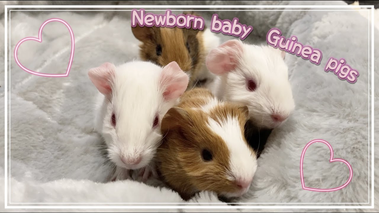 Newborn baby Guinea pigs!!