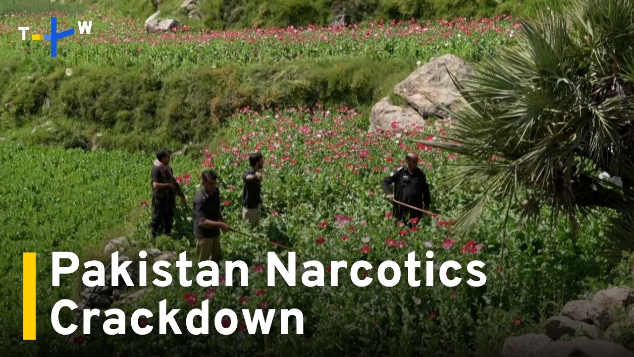 Pakistan Police Crack Down on Rural Opium Poppy Farms｜TaiwanPlus News