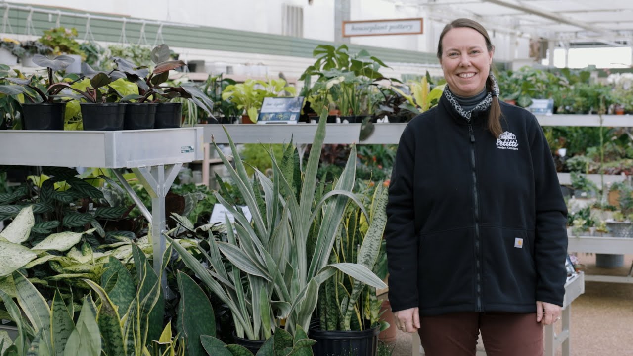 PETITTI Snake Plant Spotlight | How to Grow, Propagate & Care For Sansevieria