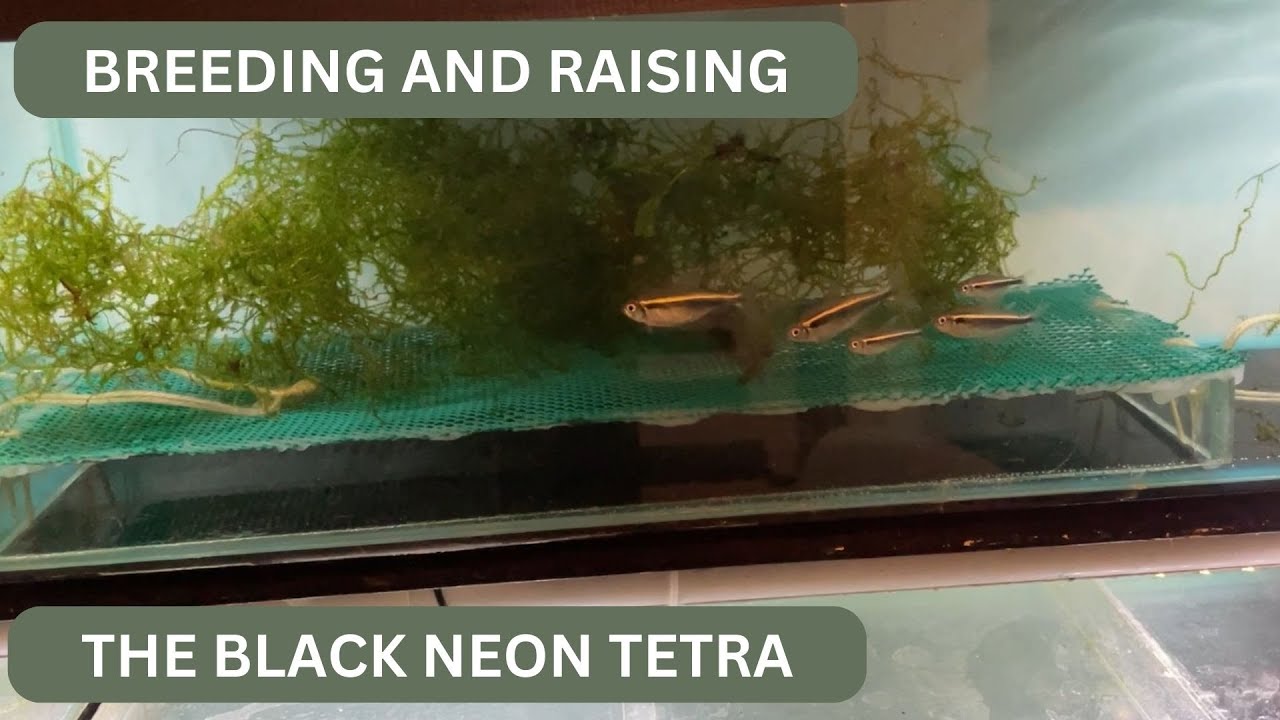 Breeding the Black Neon Tetra