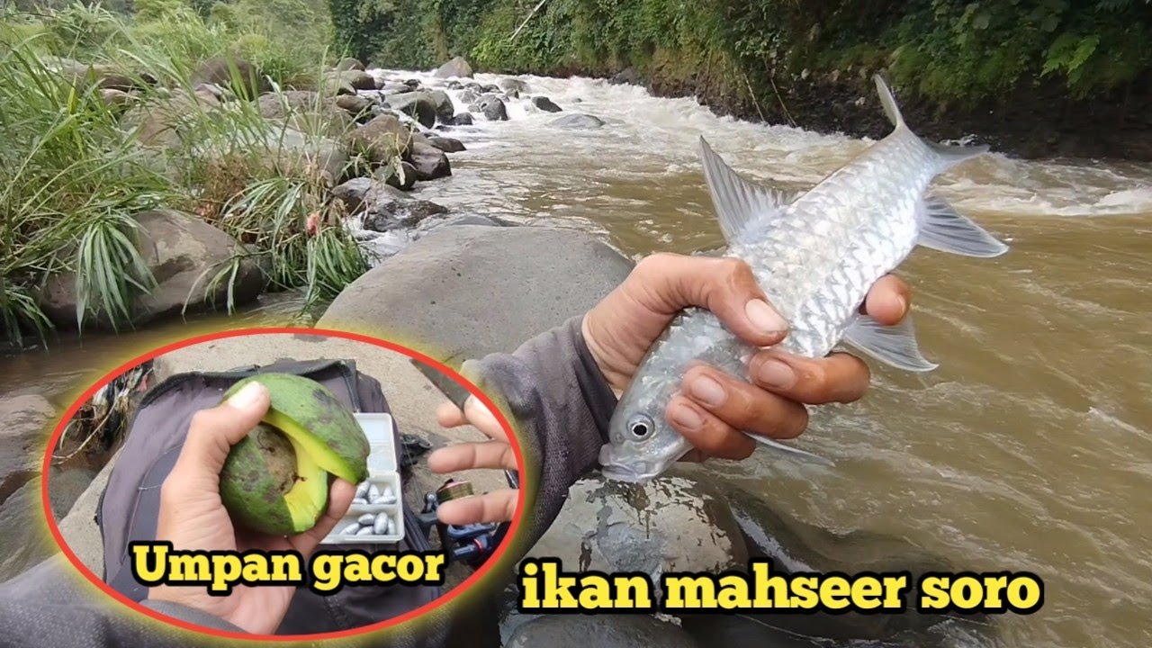 musim hujan,, Umpan Jitu mancing ikan mahseer semah,, mancing ikan soro mahseer pas di arus deras