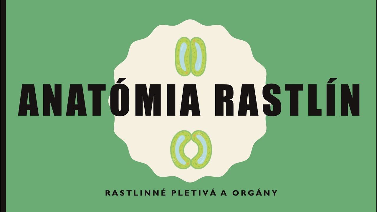 stonka, list, kvet plod + koreniny