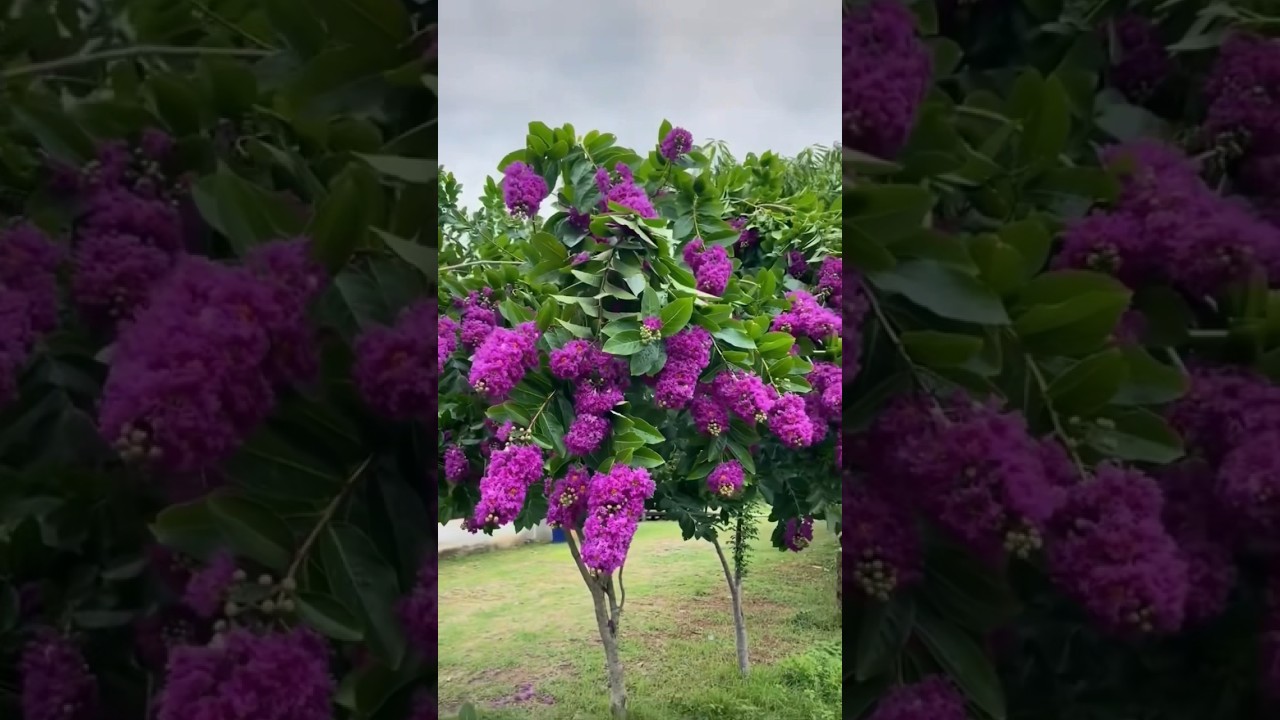 Beautiful flowers tree // purple flowers (4/7)