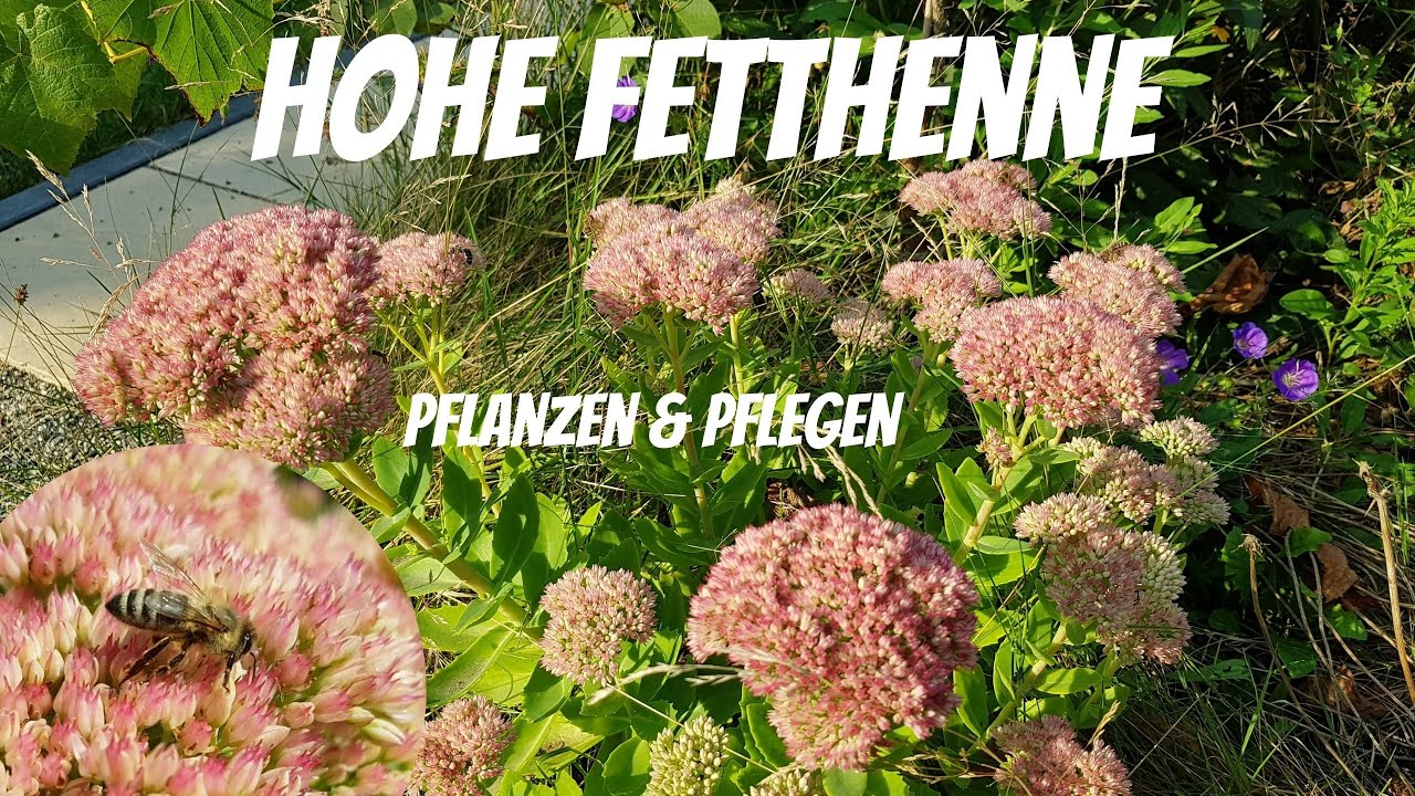 Hohe Fetthenne Pflanzen und pflegen