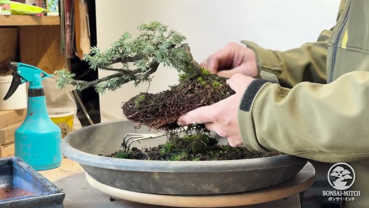 Igelwacholder Yamadori | Oktober 2025 | #22