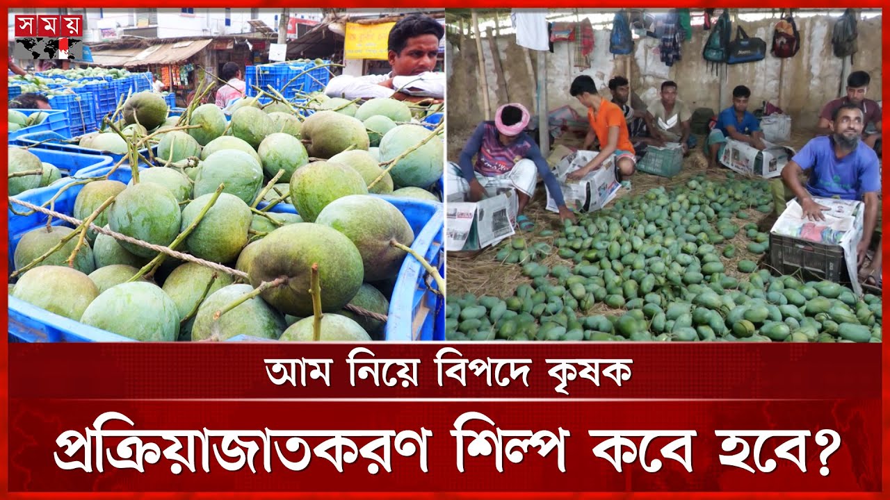 ৪ হাজার কোটির আমের বাজার, তবুও লোকসানে কৃষক | Naogaon Mango | Somoy Business