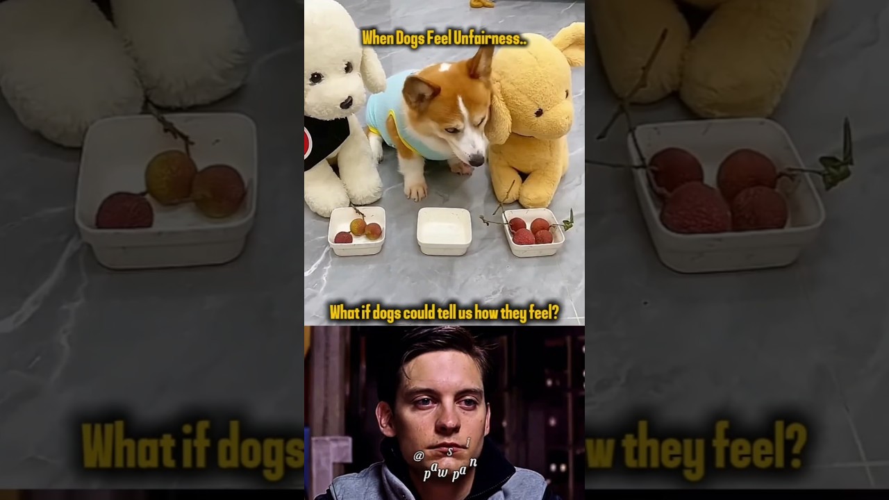 When Dogs Feel Unfairness&hellip; 💔 Sad Dog Stories #dog #sad #shorts