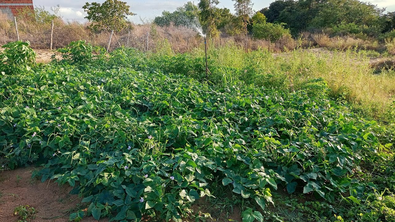 Plantação de Feijão de Corda Feijão Verde 