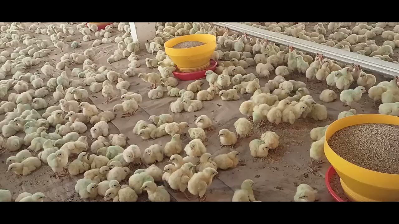 Vamo ver a segunda parte do vídeo de hoje va