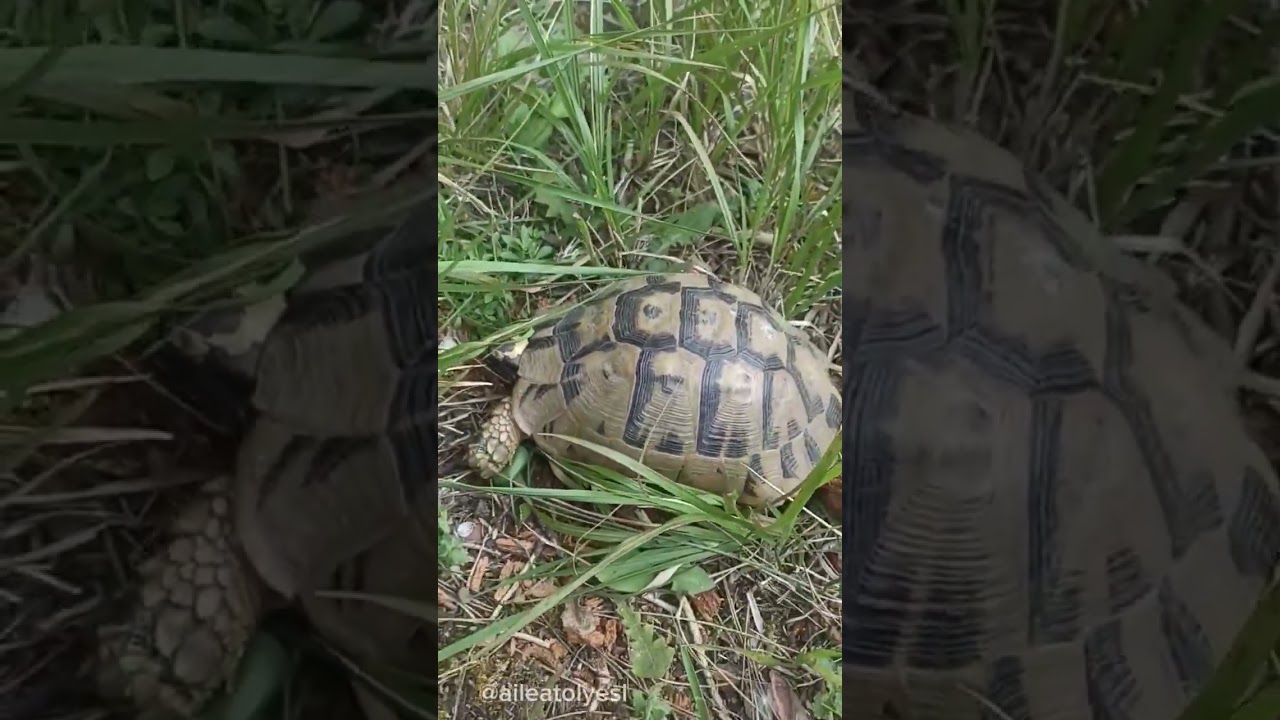 Ormanda bir tospik 🐢#kaplumbağa #tospik #animal