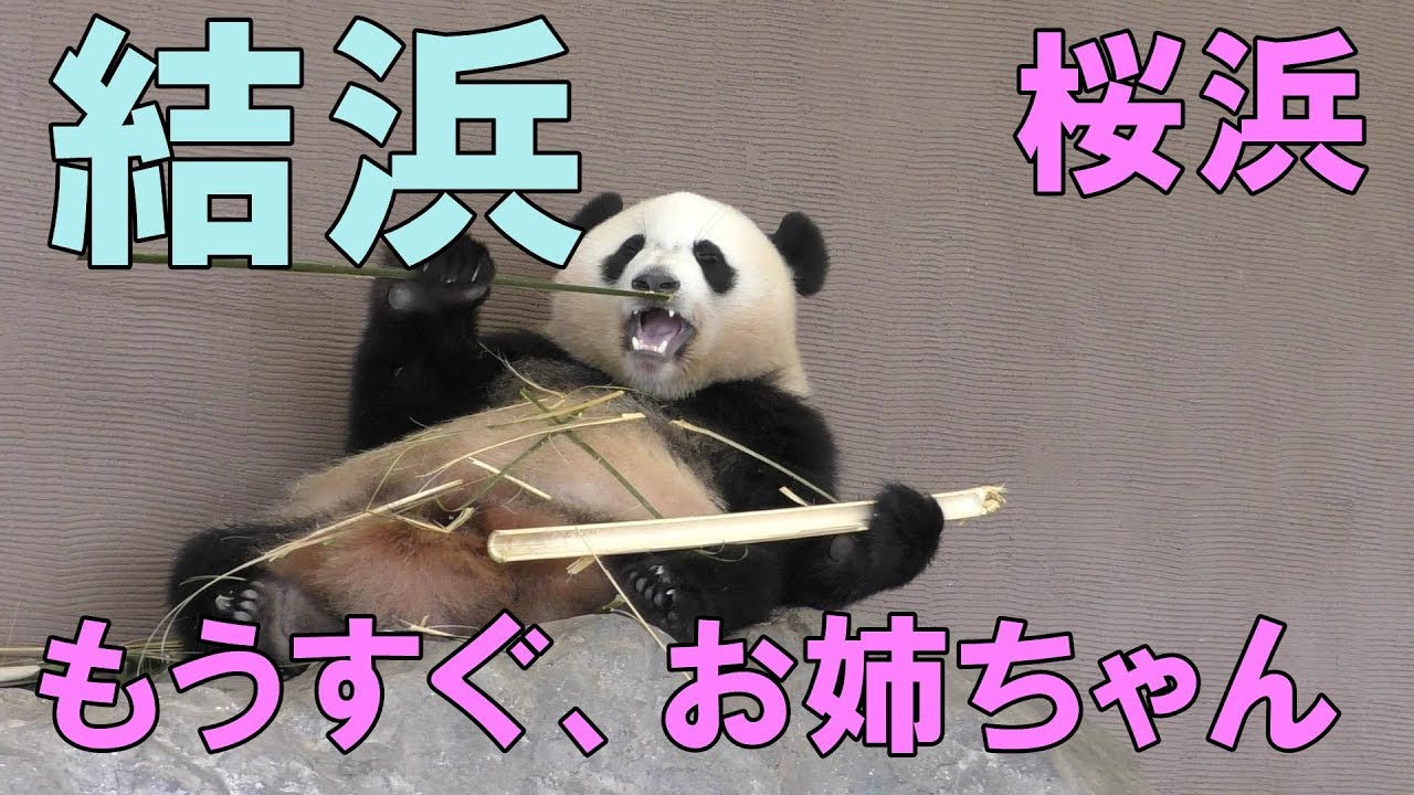 もうすぐ、お姉ちゃん！【AWS】今週のパンダ「結浜・桜浜」2018/08/11 inアドベンチャーワールド