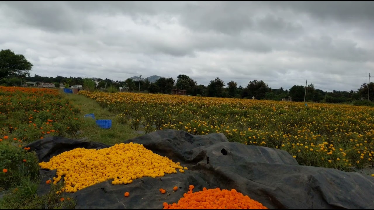 Marigold Farms. Cultivated flowers for the first time in Organic Farming. The yield was exceptional.
