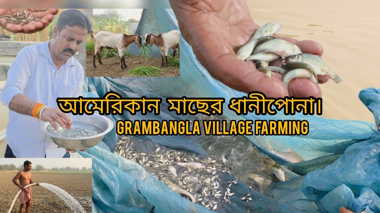 ডিম থেকে ধানীপোনা ,  35 দিন পর কত বড়ো হলো। #villagefarmingvlogs 