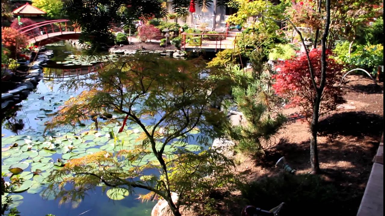 Pruned Japanese maples - Amazing Maples & Crazy Conifers