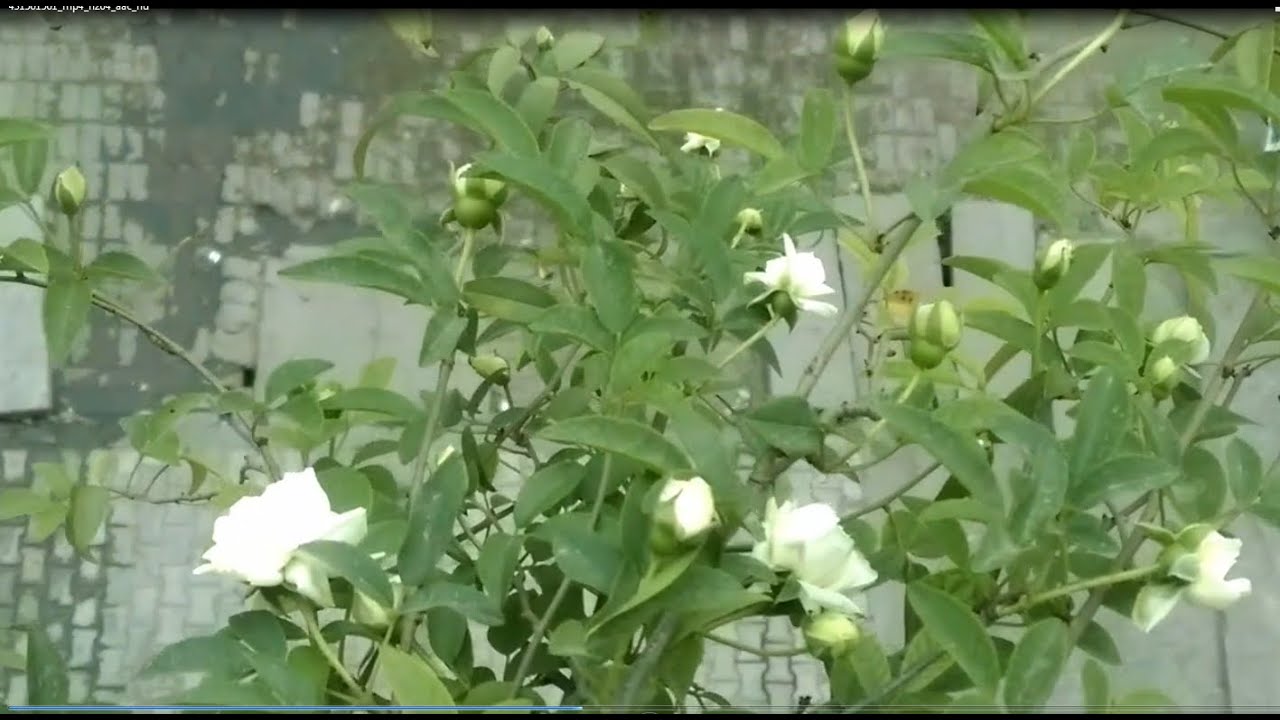 How to Grow and Care Rose vine in a Pot | Bansiya Bail gher maiy kaisay ugai jaay in (Urdu/Hindi) |