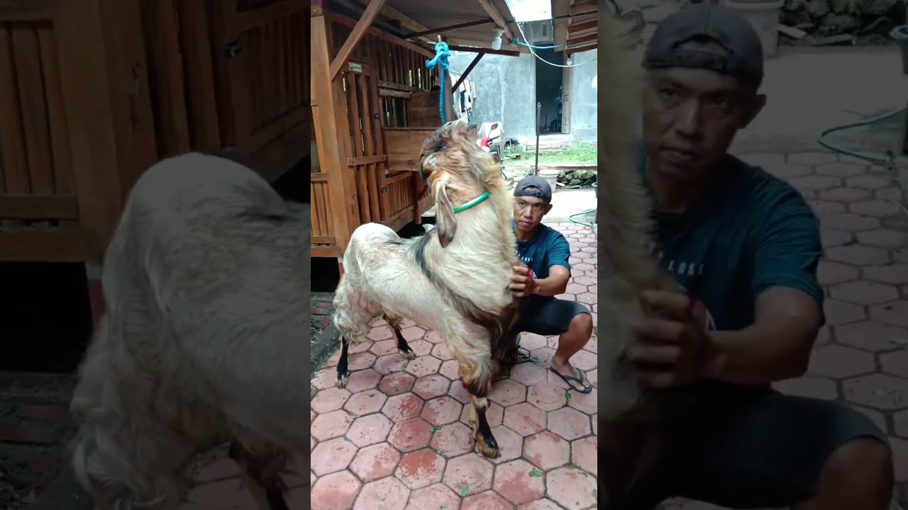pejantan bligon
