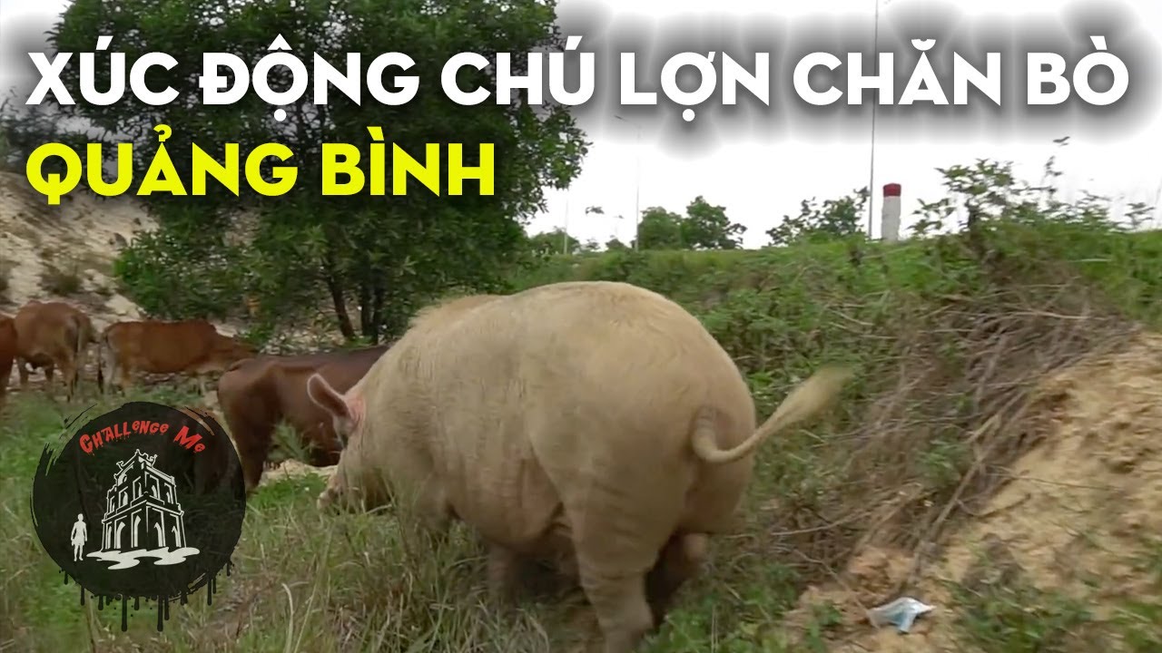 Đi tìm chú Lợn biết chăn Bò và phát hiện rớt nước mắt
