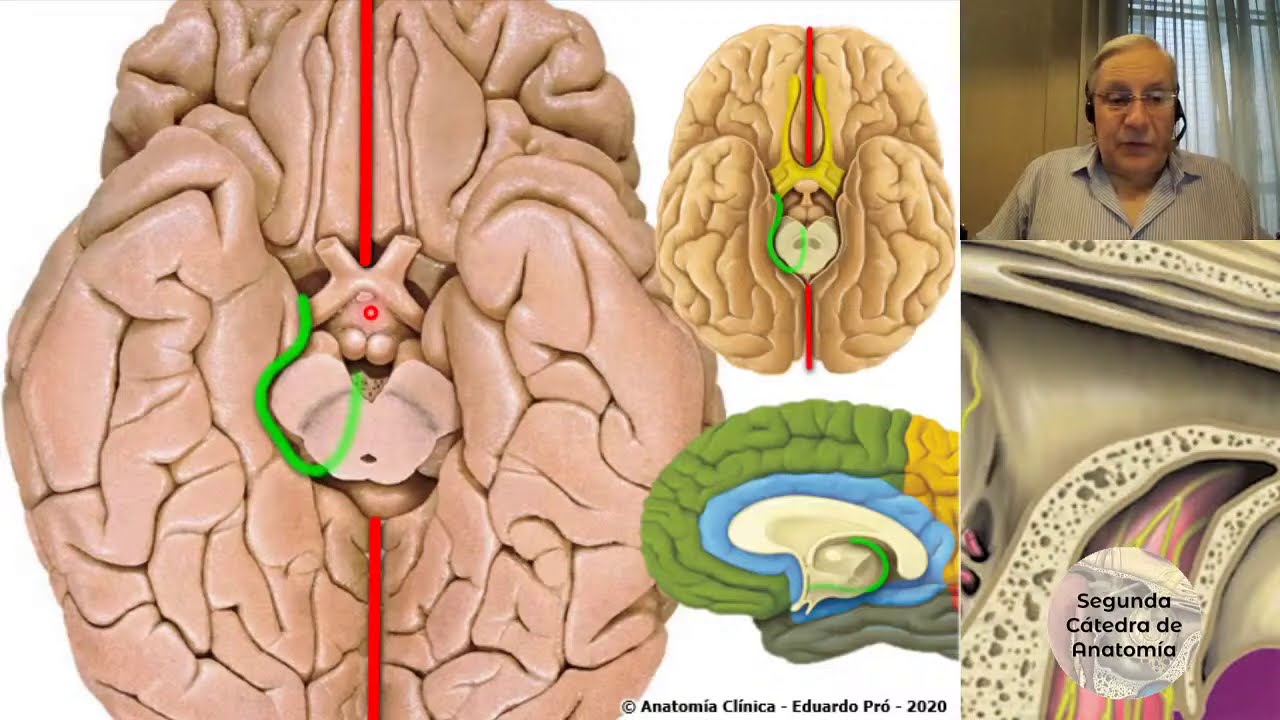 (2020) N4 | Macroscopía de Prosencéfalo | Profesor Eduardo A. Pró | Anatomía 2 | FMed UBA