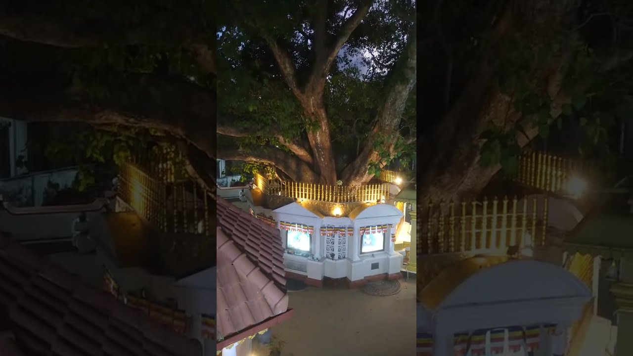 Dhammadeepa TV | ධම්මදීප TV