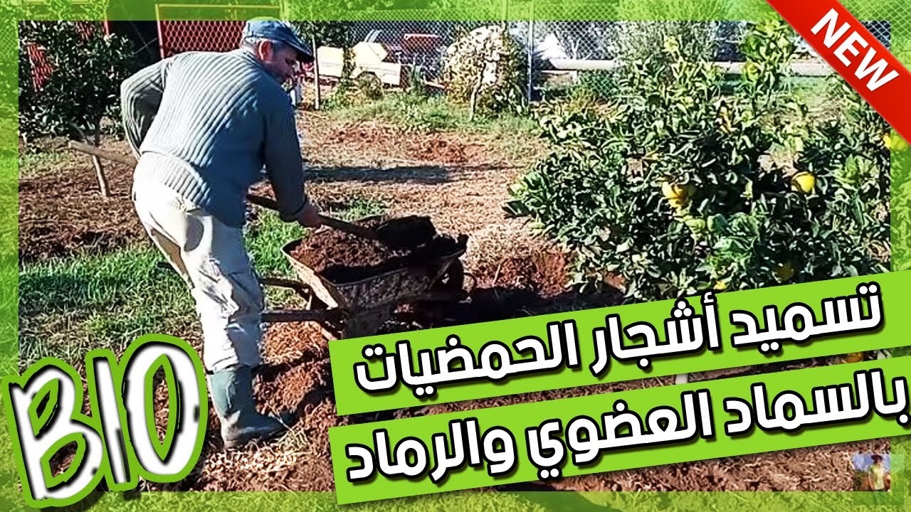 الطريقة الصحيحة لتسميد الحمضيات بالسماد العضوي والرماد | Ash to citrus