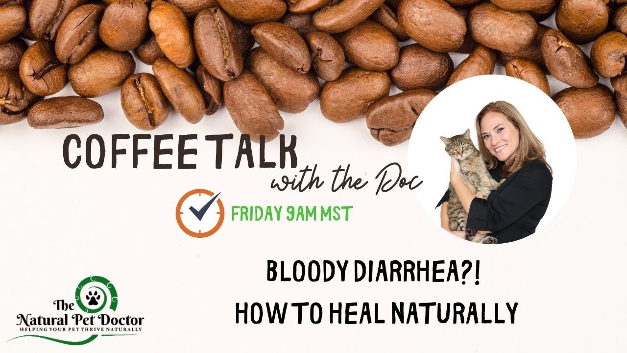 Home Remedies to Naturally Treat Bloody Diarrhea in Dogs and Cats with Holistic Veterinarian