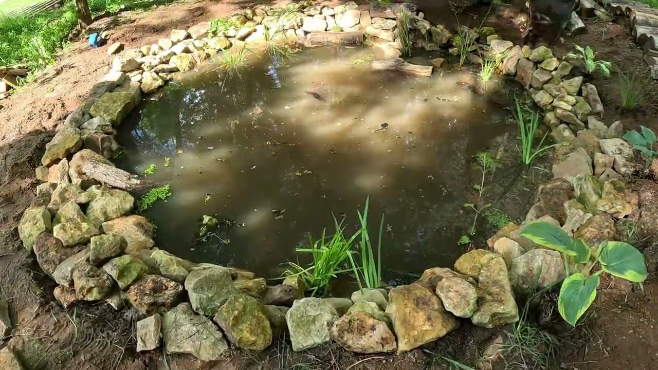 10 Plantes Idéales pour Débuter votre Bassin
