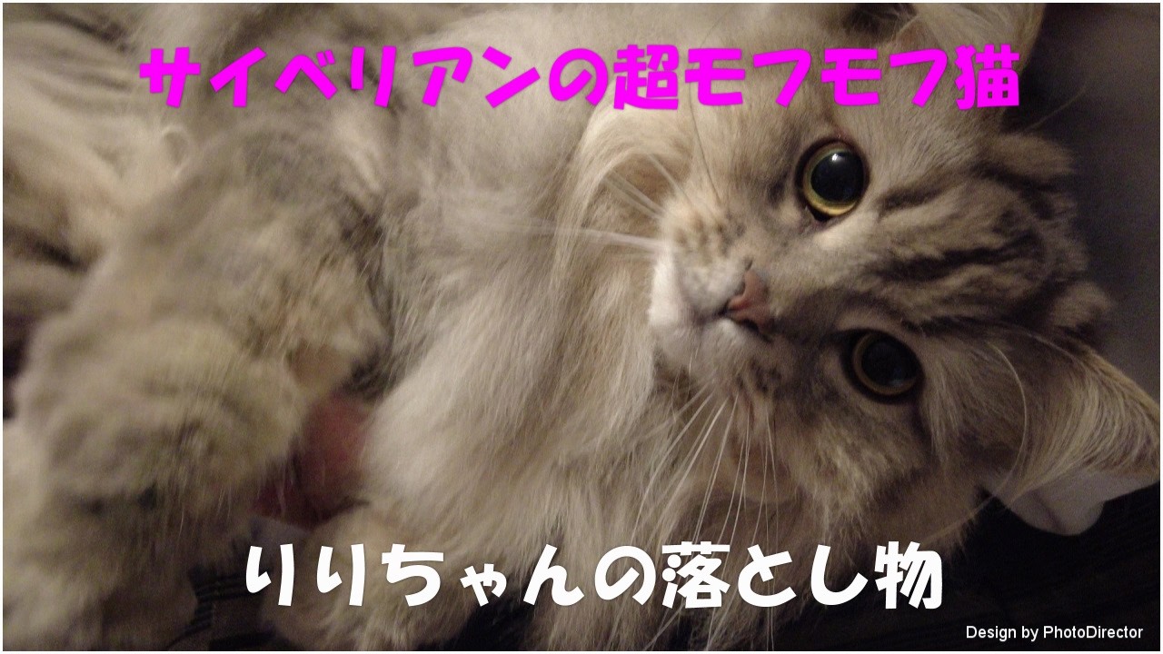 サイベリアンの超モフモフ猫りりちゃんの落とし物