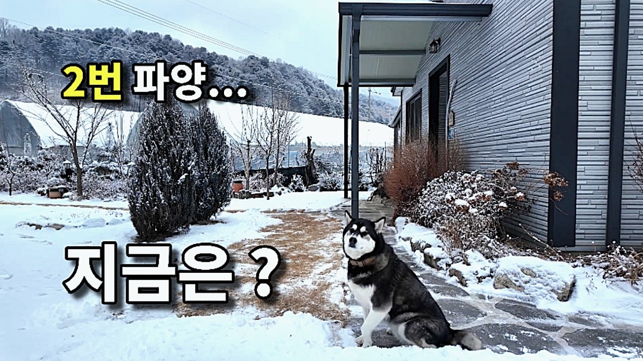 버려졌던 허스키의 2년 성장 기록