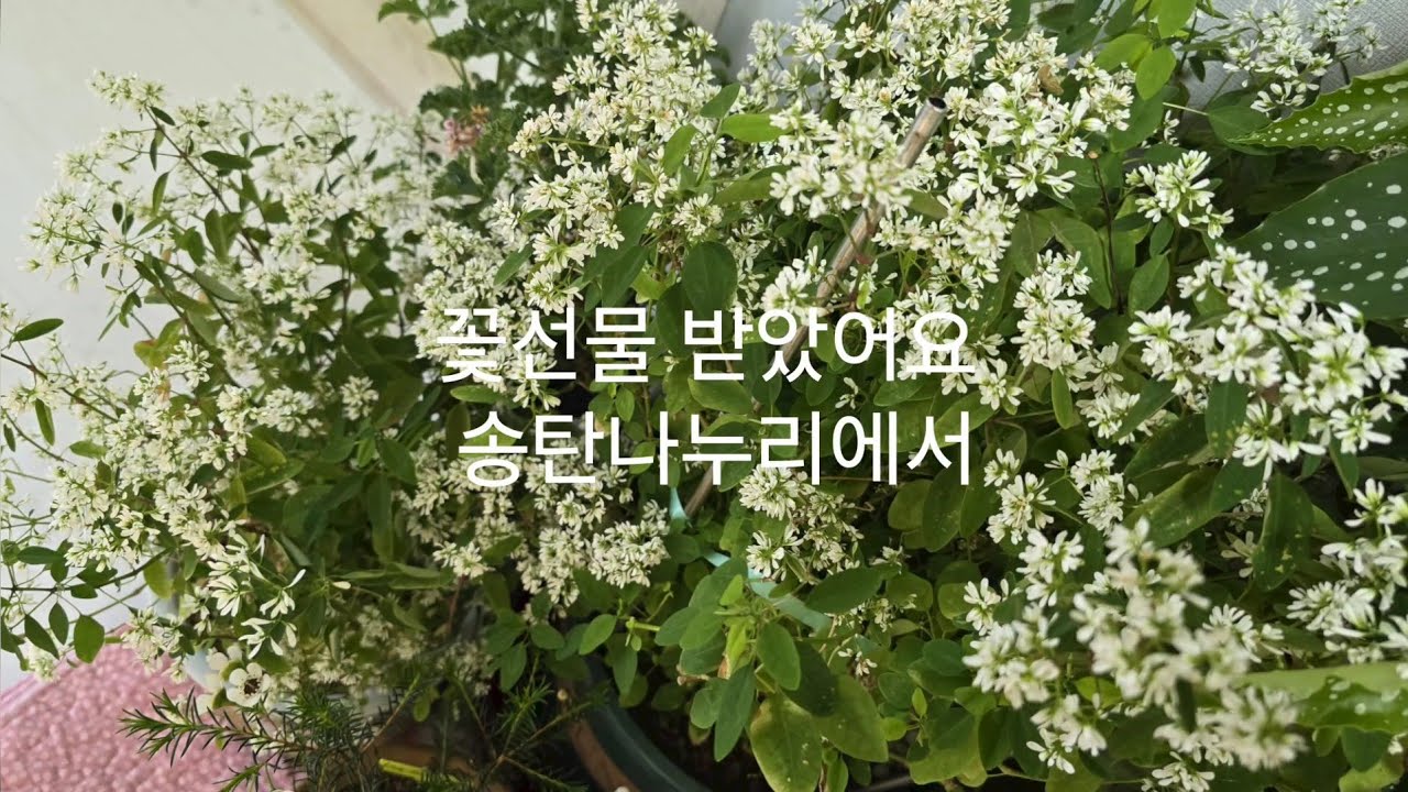  3월10일 택배가 왔어요 송탄나누리에서 꽃선물 받았어요 