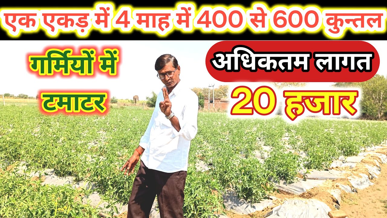 कम खर्च में टमाटर की खेती garmiyon main tamatar ki kheti lo bajat kheti .....