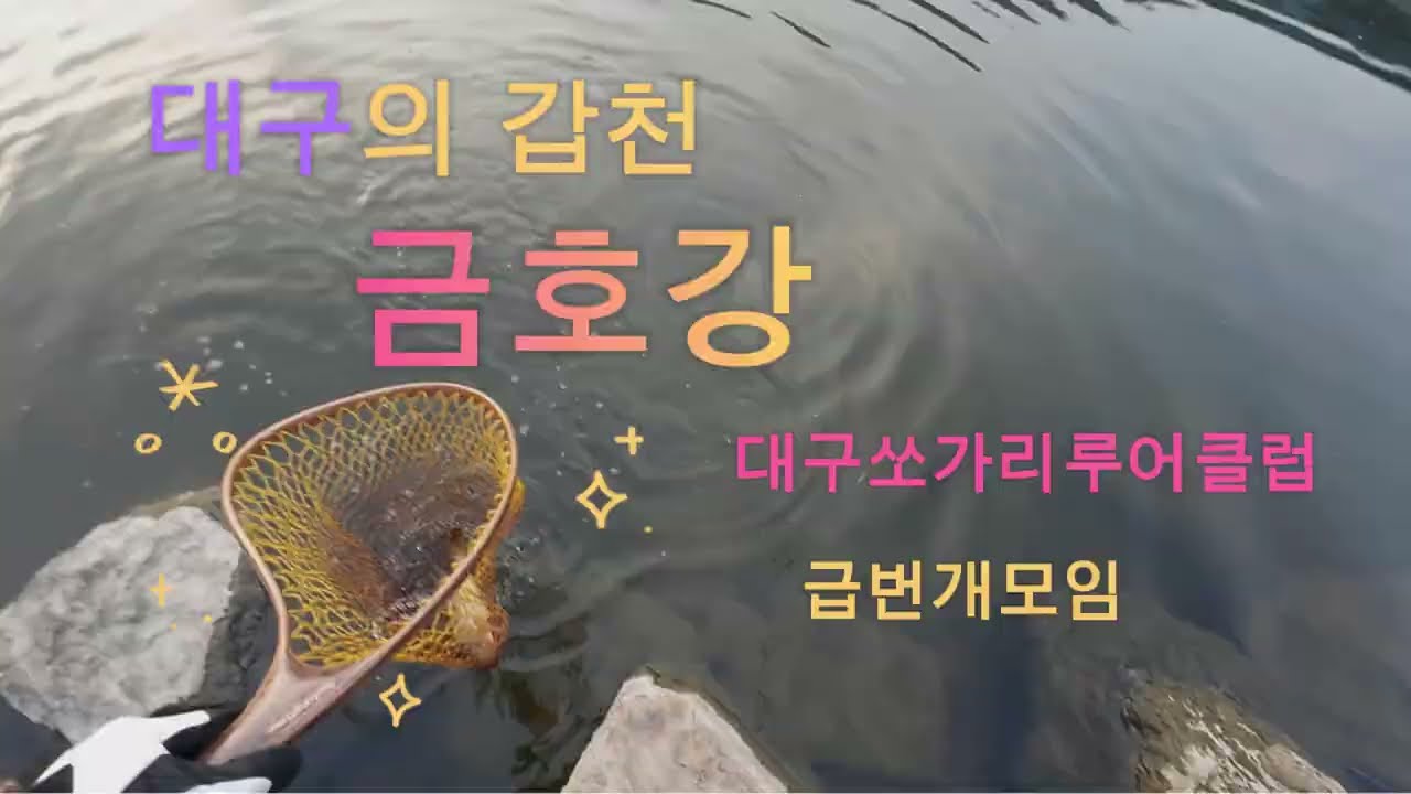 대구의 갑천 금호강 #대쏘루 #쏘가리낚시