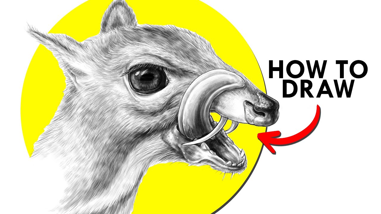 How To Draw A Chevrotain