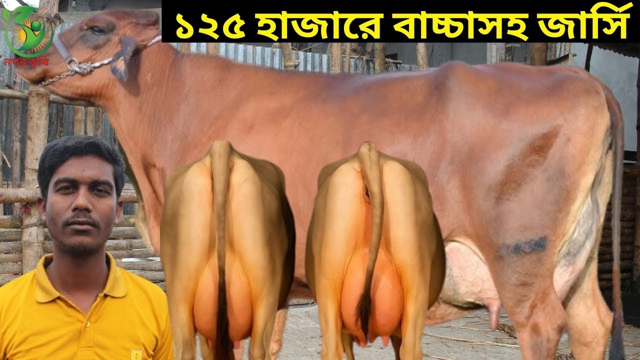 সাঈদ ভাইয়ের পানিরদামে বাঘাবাড়ী মিল্কভিটার জার্সি গাভী !  ১৮-৩৫ লিটারের মধ্যে বাচ্চাসহ দুধের গাভী