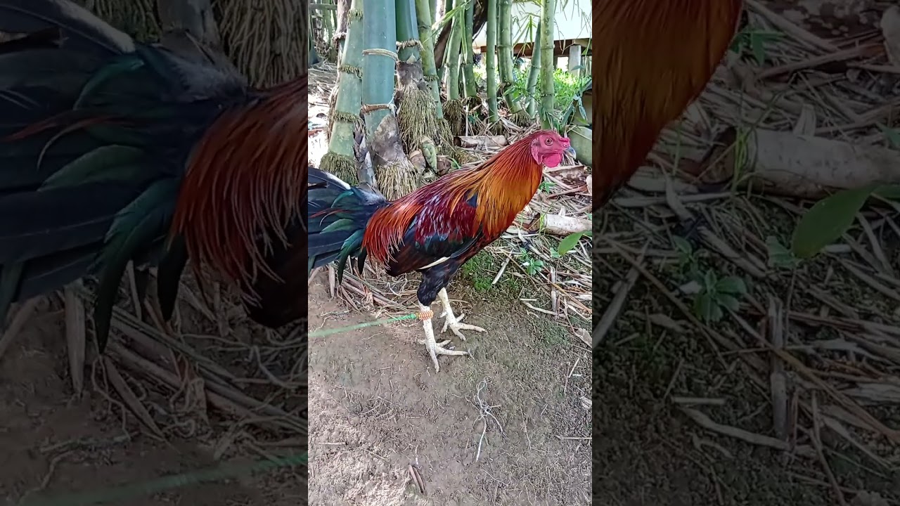 sweater hatch 7 months old #games #rooster #roosterfarm #gamefowl #shorts #gaming #chicken #trend