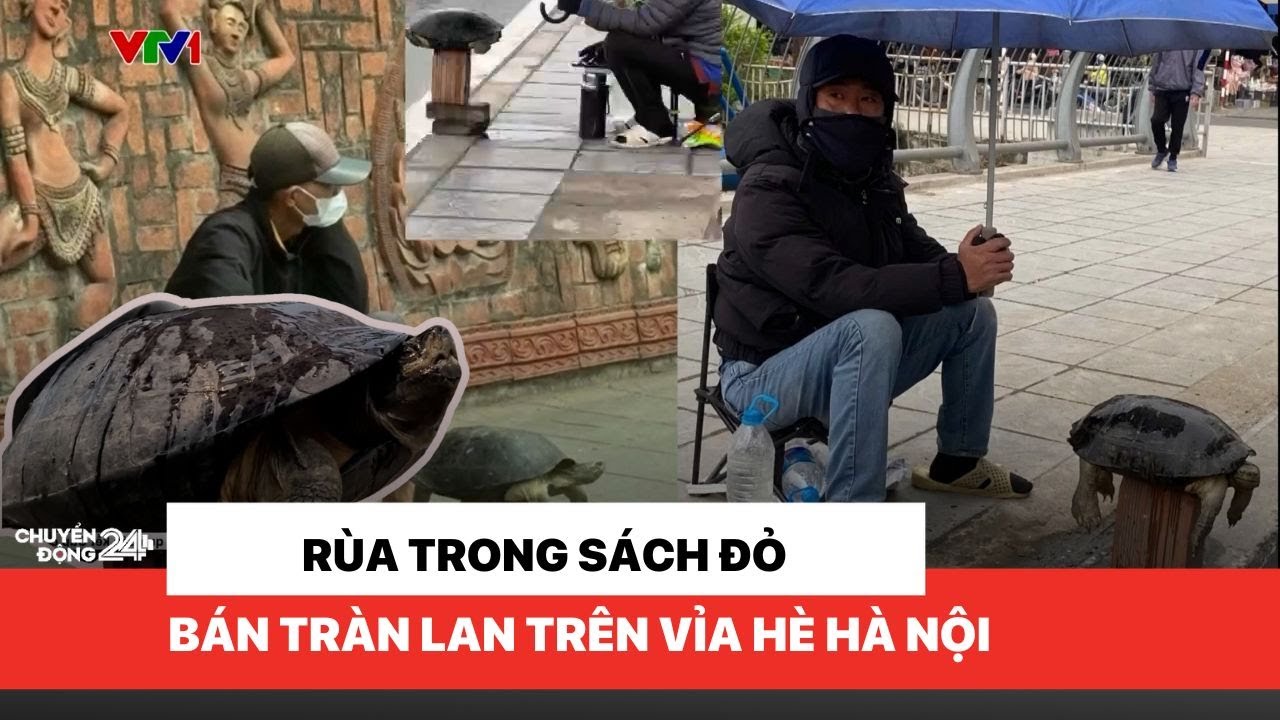 Rùa trong sách đỏ bày bán tràn lại tại vỉa hè Hà Nội | Chuyển động 24h