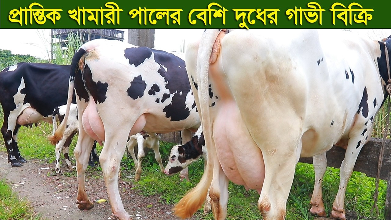 প্রান্তিক খামারী পালের বেশি দুধের কিছু গাভী ছেড়ে দিবেন dairy farm