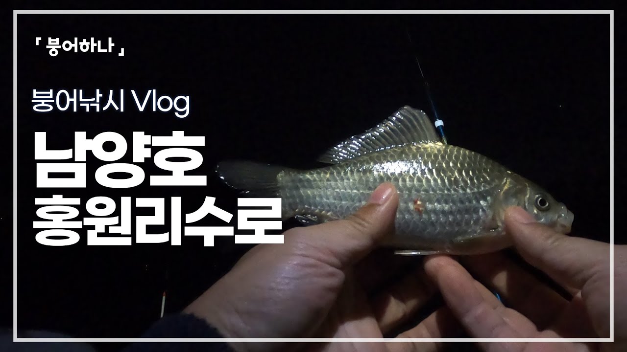 화성권 남양호 홍원리수로 겨울붕어낚시 추위 속에 만나 더 반가운 붕어 입니다