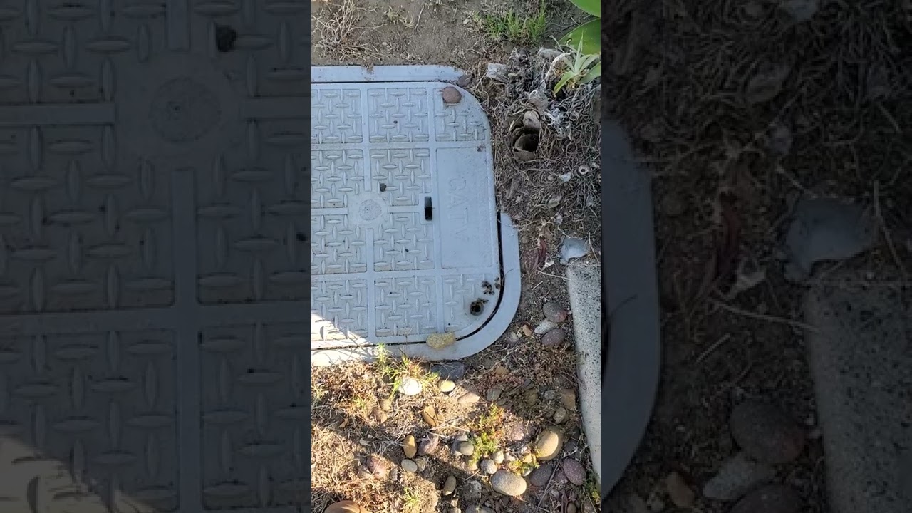 SoCal Bee Removal and Relocation- Live Honey Bee Removal From Inside Cable Vault in Chula Vista