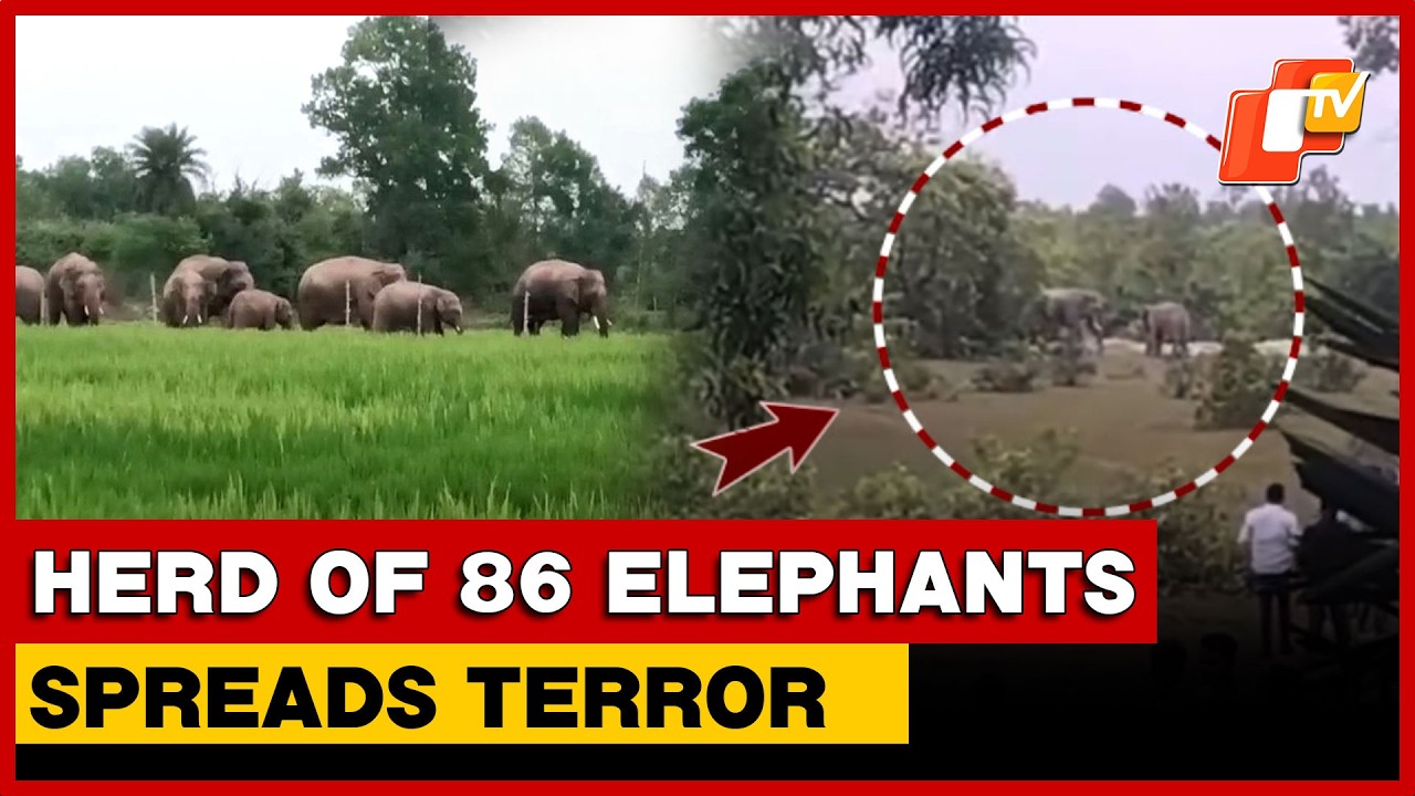 Herd Of 86 Elephants Spreads Terror, Residents Advised To Stay Indoors After Dusk In Odisha | OTV