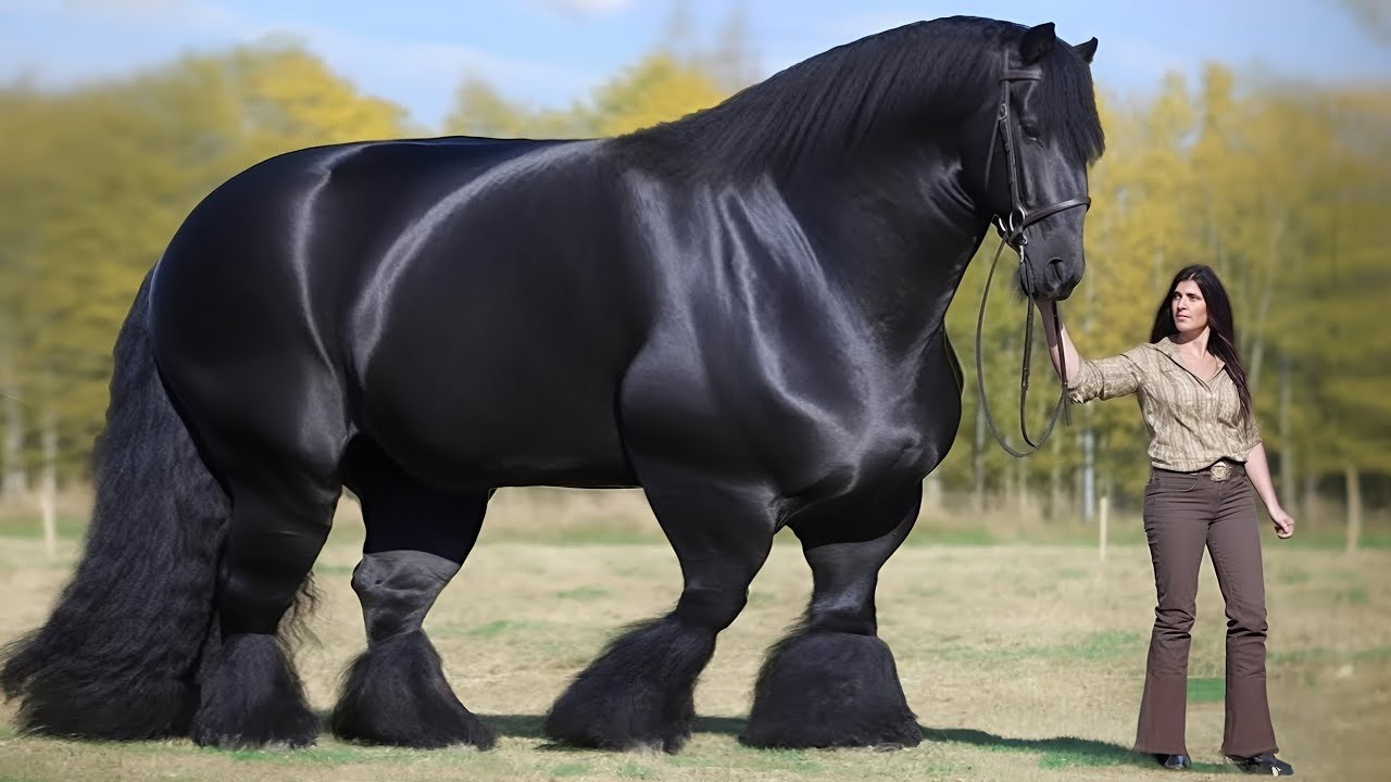 10 RAÇAS DE CAVALOS MAIS BONITAS TÃO INCRÍVEIS DO MUNDO!  SÓ VENDO PRA ACREDITA