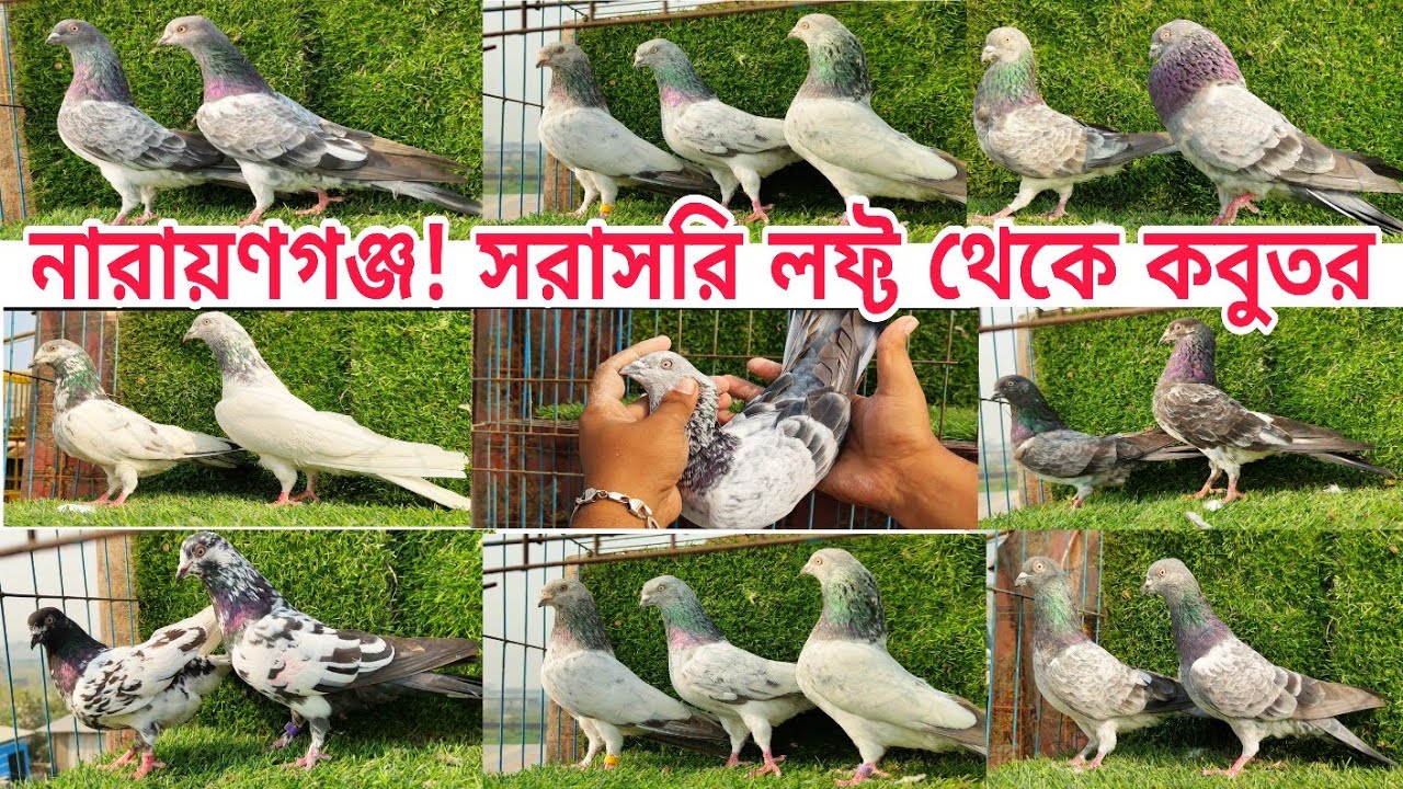 সরাসরি লফ্ট থেকে গিরিবাজ সিলভার বেঁজী কবুতর কিনুন Gribaz kobutor coloring Pigeions #pigeon #shorts 