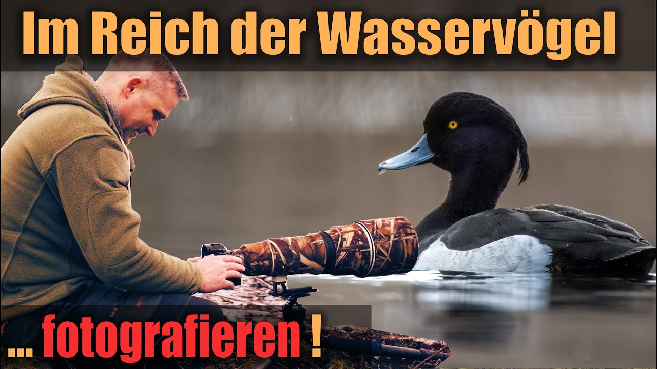 Reiherente und Haubentaucher ... fotografieren im Reich der Wasservögel
