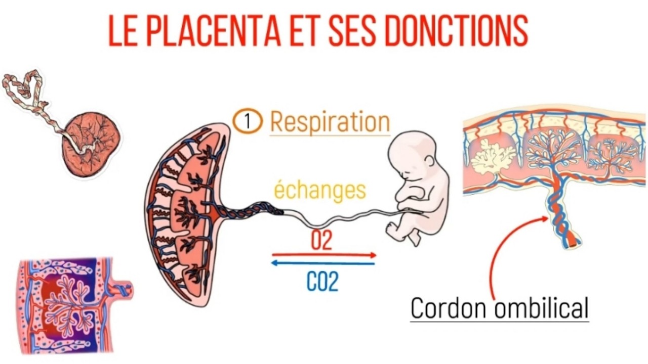Le PLACENTA et Ses FONCTIONS Expliqués Simplement