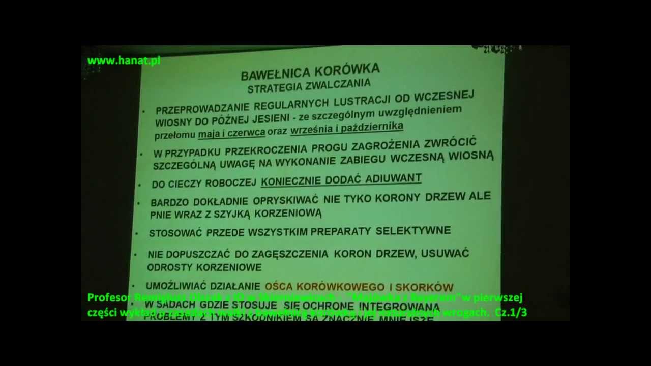 Bawełnica korówka, jak z nią walczyć - profesor Olszak