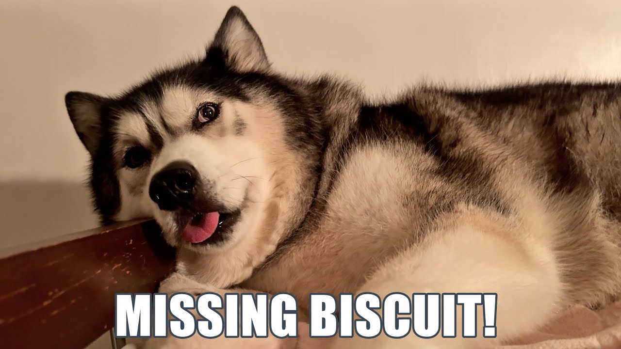 Husky’s Bedtime Routine Without His Nan!