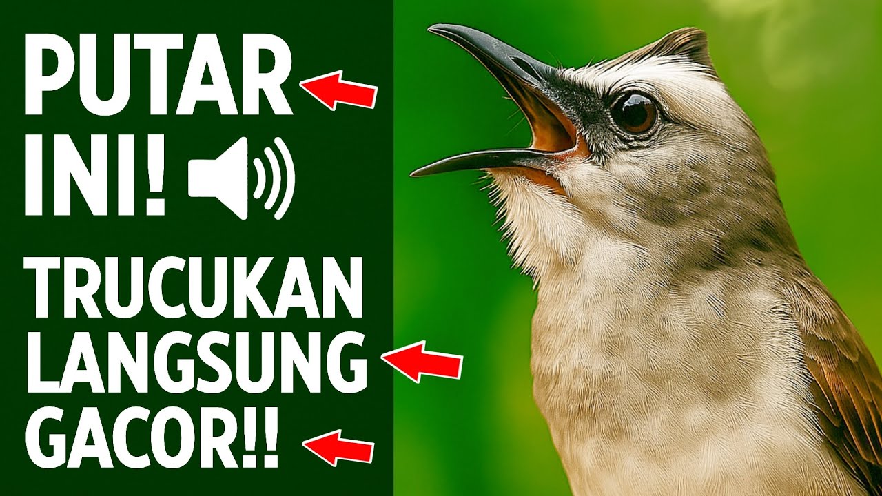 Pancingan Trucukan PALING AMPUH! Burung Langsung Ngalas & Nyaut Gacor