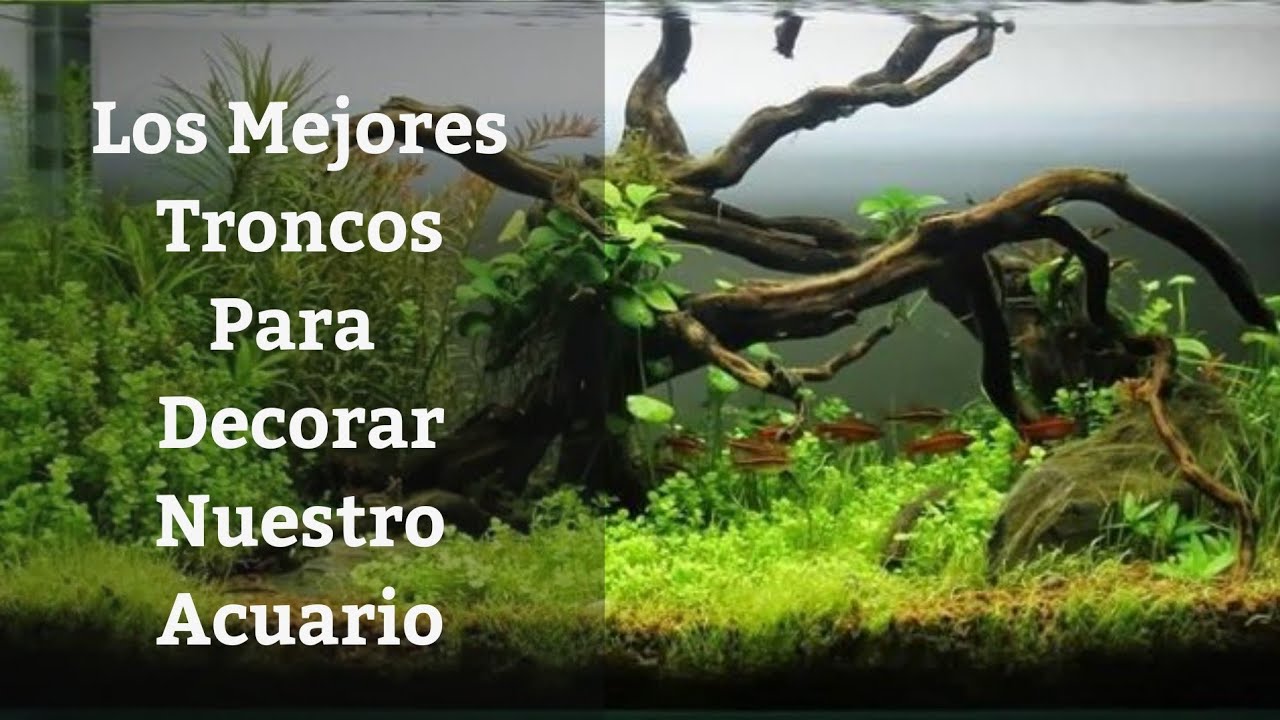 🔵 Los Mejores Troncos Para Nuestros Acuarios (Acuarios MB)